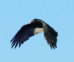 The oldest known turkey vulture, tolouse, is 38 years old, and lives at the san francisco zoo. Turkey Vulture Circling Nanaimo Bc Feederwatch