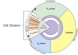 The keys are included on the last pagea worksheet. Cell Cycle Mitosis Cell Division