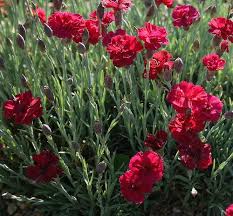 Carnation Flower Red White Pink Carnation Flowers Carnation Flower Carnation Flower Pictures Carnations