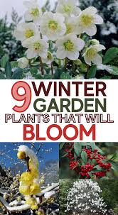 Beautiful Winter Plants And Flowers That Survive The Cold In 2020 Cold Weather Flowers Cold Weather Plants Winter Garden