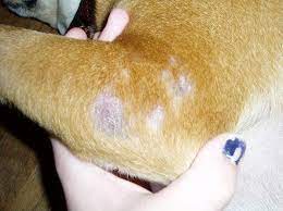 Some possible causes for dog hair loss include: How To Treat Dog Losing Hair In 3 Ways Mhl