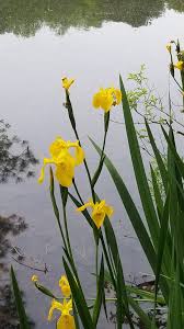 Image result for Iris pseudacorus