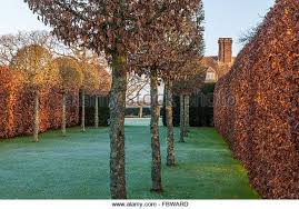 Image result for hornbeam hedge in winter