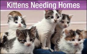 Look at pictures of ragdoll kittens who need a home. Want To Adopt A Rescue Cat Cat Chat