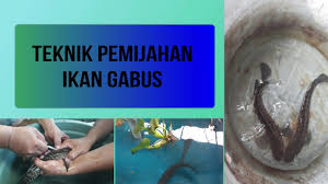 Maybe you would like to learn more about one of these? Teknik Pemijahan Ikan Gabus Semi Buatan Youtube