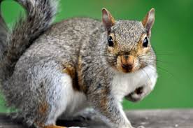 We did not find results for: Funny Squirrel Names List Of Cute Names For Pet Squirrels