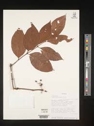 Image result for Psorospermum baumii