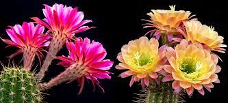 During the growing season (spring and summer), your cactus needs maximum light and heat. Blooming Cacti Everything You Need To Know Unusualseeds