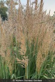 Image result for Sorghastrum incompletum