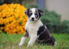 Although there is an ongoing debate of where exactly the australian shepherd breed began. Australian Shepherd Mix Puppies For Sale Greenfield Puppies