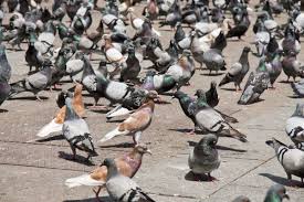 Are pigeons on your property giving you hassle? Why Aren T Cities Littered With Dead Pigeons Bloomberg