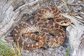 Heterodon Simus Wikipedia The Free Encyclopedia Hognose Snake Snake Hog
