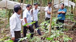 Quảng Nam sẽ thu hồi các dự án trồng sâm Ngọc Linh tác động xấu đến môi  trường