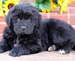 Check spelling or type a new query. Newfoundland Mix Puppies For Sale Puppy Adoption Keystone Puppies