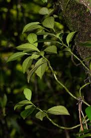 Image result for Peperomia abyssinica
