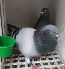 Nos pigeons ont besoin donc d'une bonne performance pour surmonter toutes ces épreuves, donc ce cas, il faut leurs entretenir et leurs préparer physiquement avec des traitements spéciaux concours, une bonne alimentation, des bons vitamines, etc. Le Grand Depart La Mise En Loge Video Pigeon Master