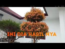Cara Memangkas Daun Pucuk Merah Youtube