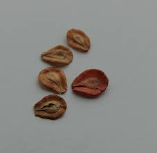 5 out of 5 stars. Nimmaplants