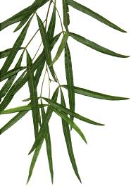 Bark is reddish brown and fissured. Searsia Lancea Wikipedia