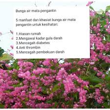 Kenanga, bunga wangi khas aceh yang mirip dengan. Buy Anak Pokok Air Mata Pengantin Seetracker Malaysia