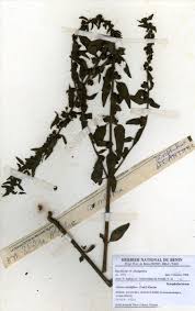 Image result for Alectra sessiliflora