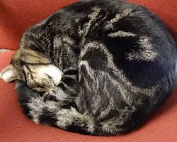 丸くなって眠る猫の画像