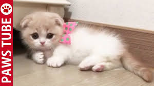 For example, a cross with a scottish fold is called a scottish kilt. Tiny Scottish Fold Munchkin Kitten Youtube