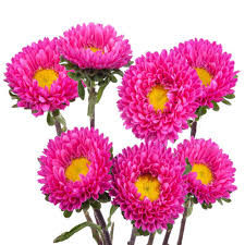 Abstract dark pink background with yellow flowers. Dark Pink Matsumoto Flowers J R Roses Wholesale Flowers