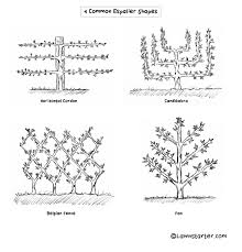 Follow these steps and learn how to espalier fruit trees. How To Espalier A Fruit Tree Lawnstarter