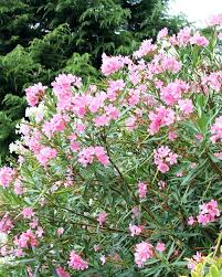 Check spelling or type a new query. Laurier Rose Rose En Pot De 7l Arbuste A Cultiver 60 A 80 Cm Jardin Pot