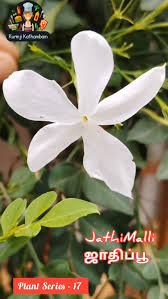 Image result for Hirpicium bechuanense