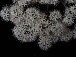 Image result for Cordia alliodora