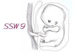 Dein baby ist also ganz offiziell ein fötus und kein die beine sind länger geworden und in der 9. Schwangerschaftswoche 9 Alles Rund Um Entwicklung Beschwerden