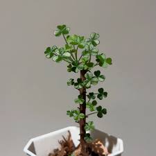 Image result for Senecio oxyriifolius