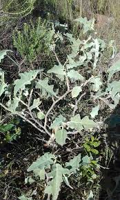 Image result for Solanum lichtensteinii