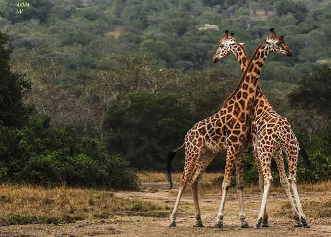 Savannah landscape in Tanzania's wildlife country