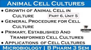 Webstore.ansi.org has been visited by 10k+ users in the past month Growth Of Animal Cells In Culture Procedure Of Animal Cell Culture Applications Of Cell Culture Youtube