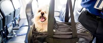 This service is commonly used when the animal's owner is moving house. United Airlines Pet Travel Policy