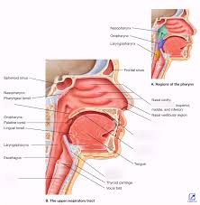 The nasal cavity is highly vascularized and permeable, and is an interesting route for drug administration. Honors Anatomy Chapter 9 Unit 1 Functions And Anatomy Of The Respiratory System Diagram Quizlet