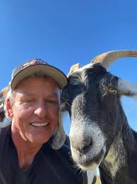 Are there any pros and cons of dehorning a goat with a castrating band￼