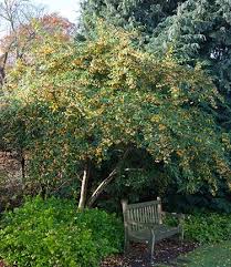 Image result for Cotoneaster
