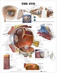 The Eye And Vision Anatomy Worksheet Answers Excelguider Com In 2020 Eye Anatomy Eye Anatomy Diagram Iridology