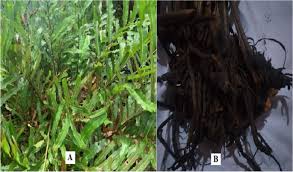 Image result for Acrostichum aureum