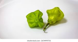 Image result for Capsicum baccatum
