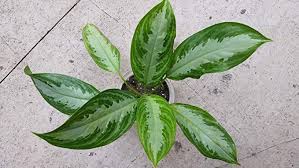Amazon Com Dieffenbachia Amoena A K A Dumb Cane 12 Or Higher Rooted Plant Garden Outdoor Plant Leaves Indoor Plants Plants