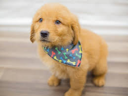 Hunting, tracking and detection (they. Golden Retriever Dog Male Golden 2315652 Petland Wichita Ks