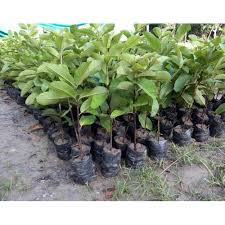 Maybe you would like to learn more about one of these? Grafted Guava Plant Lalit Guava Plants Manufacturer From Lucknow