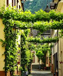 Vines Covering Streets Traben Trarbach Germany Europe Travel Places Beautiful World Beautiful Places To Visit