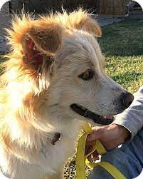 Boulder Co Golden Retriever Border Collie Mix Meet Zane A Dog For Adoption Golden Retriever Golden Retriever Mix Border Collie Dog Adoption