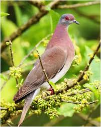 Pale Vented Pigeon Burung Liar Burung Merpati